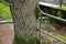 The railing is overgrown with an oak trunk. the tube pierces the bark. tree wrapped in green fencing. damage to an old tree