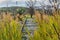 A railroad overgrown with green grass and yellow flowers Oxalis pes-caprae goat`s-foot and Arundo donax giant cane and a tree