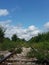 Railroad overgrown with vegetation