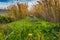 A railroad overgrowns with green grass and Oxalis pes-caprae goat`s-foot and Arundo donax giant cane