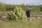 Railroad signal blocked by a bush