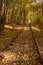 Railroad surrounded by autumn forest