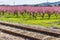 railroad tracks along blossoming peach trees treated with fungicides