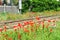 Railroad train panorama tracks flowers frame poppies poppy panorama landscape