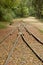 Railroads in the forest, Hungary