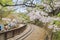 Railway and Cherry tree blossom at Alishan National Scenic Area