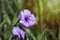 Railway Creeper flower Ipomoea Cairica Some of the local Ipomoea Cairica be used to cook it. In Hawaii, the roots will be consumed