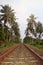 Railway through the jungle. Evening scenery in Sri Lanka.