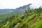 Railway through tea plantations