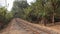 Railway track laid down in the dense forest.