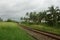 Railway track passing through the jungle