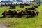 Railway Train Wheels Graveyard