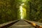 Railway Tunnel of trees