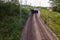 Railways which leading through a forest