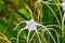 rain on Alligator lily aka Hymenocallis palmeri
