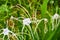 rain on Alligator lily aka Hymenocallis palmeri