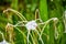 rain on Alligator lily aka Hymenocallis palmeri