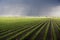 Rain coming over a soybean crop in spring