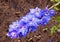 Rain Covered Blue Delphinium Flower with Rich Soaked Soil