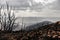 Rain in Dadia forest Restoration and Regrowth After Wildfire Evros Greece, Parnitha, Rodopi, Euboea , Evia, British