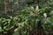 Rain-damp green leafy foliage with tropical flowers