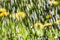 Rain dandelion drops background meadow