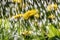 Rain dandelion drops background meadow