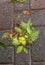 Rain debris isolated outdoors on paving