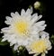 Rain Drenched Chrysanthemum Bloom and Buds