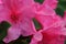 Rain-Drenched Pink Azalea Blooms