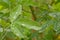 Rain drips on fresh green bean tree leafs - Laburnum anagyroides