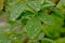 Rain drips on fresh green common laburnum tree leafs - Laburnum anagyroides