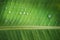 Rain drop on banana leaf background with