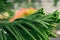 Rain drop on close up pine leaf.Norfolk Island pine (Araucaria heterophylla) green leaves background.