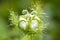 Rain drop on Coccinia gramndis flower