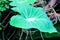 Rain drop on `Colocasia esculenta `Colocasia antiquorum Schott