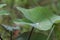 Rain drop in colocasia leaf