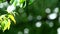 Rain drop in garden and blurred green background branch moving by wind sunlight