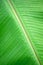 Rain drop on green banana leaf