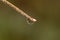 Rain drop on a long green blade of grass in the early morning