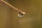 Rain drop on a long green blade of grass in the early morning