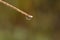 Rain drop on a long green blade of grass in the early morning