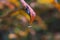 A rain droplet on an autumn leaf