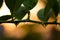 Rain droplet on the lemon plant branch during evening yellowish orange light of sunset after the rainfall. Used differential focus