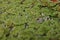 Rain droplet on mosquito ferns or water ferns