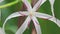 Rain droplets on crinum lily flower