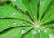 Rain droplets on a green leaf