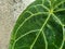 rain droplets on the leaves of the anthurium crystallinum plant