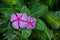 RAIN DROPLETS ON PINK PERIWINKLE