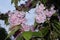 Rain droplets remained on the tender sakura petals at sunset